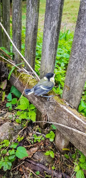 A yakın çekim bir eski ahşap çit Bahçe tünemiş bir kuş.