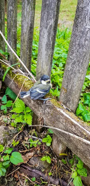 A yakın çekim bir eski ahşap çit Bahçe tünemiş bir kuş.