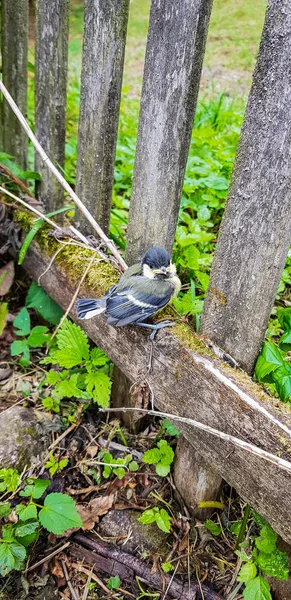 A yakın çekim bir eski ahşap çit Bahçe tünemiş bir kuş.