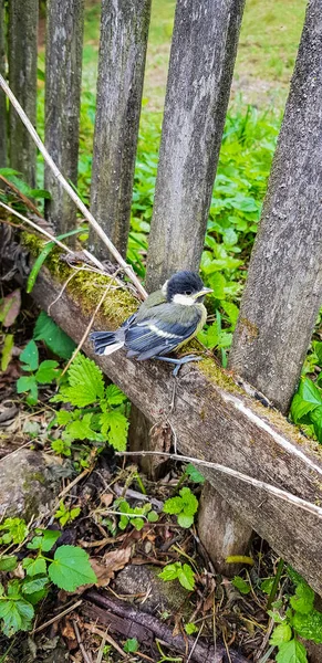 A yakın çekim bir eski ahşap çit Bahçe tünemiş bir kuş.