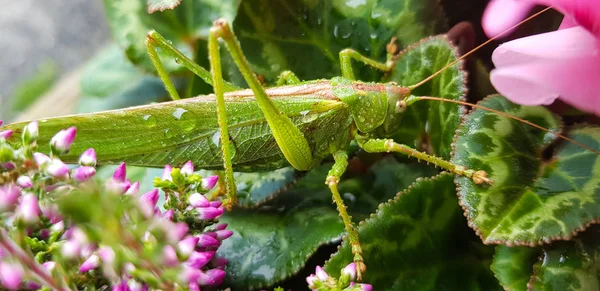 A yakın çekim yeşil yaprakları üzerinde yağmur damlaları ile bir çekirge,.