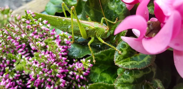 A yakın çekim yeşil yaprakları üzerinde yağmur damlaları ile bir çekirge,.