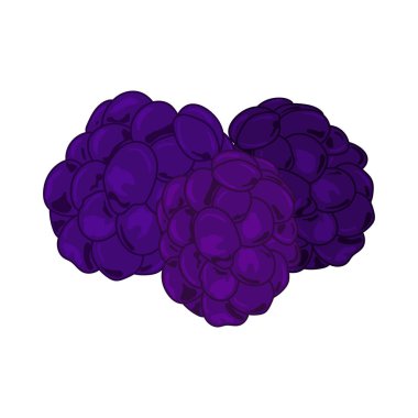 Beyaz yalıtılmış arka planda el yapımı ahududu çizimleri, düz. Romantik geçmiş, sembol, ambalaj, hediyeler, bayram, tebrik kartı, dekorasyon.