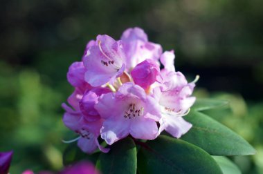 ormangülü erken Bahar                    