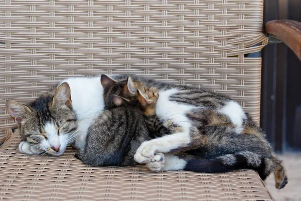 Gato Durmiendo Con Dos Gatitos Pequeños Una Silla Mimbre —  Fotos de Stock