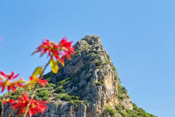 Vista Topo Montanha Coberto Com Vegetação Verde Ramo Flor — Fotografia de Stock