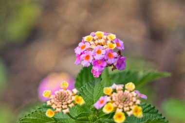 Sarı ve mor bir önümüzdeki içinde küçük dekoratif çiçek