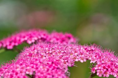 Çiğ damla yağmur sonra sapları üzerinde uzun stamens ile küçük dekoratif pembe çiçekler