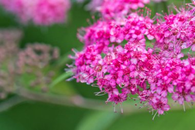 Çiğ damla yağmur sonra sapları üzerinde uzun stamens ile küçük dekoratif pembe çiçekler