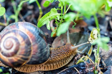 kahverengi uzun büyük salyangoz yuvarlak kabuk çizgili ve bahçe içinde taramasını uzun boynuzlu