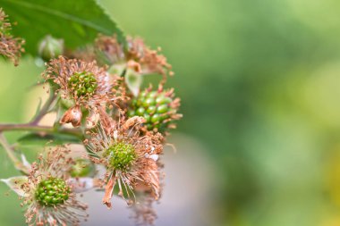 Bahçedeki dalları üzerinde olgunlaşmamış böğürtlen yumurtalık