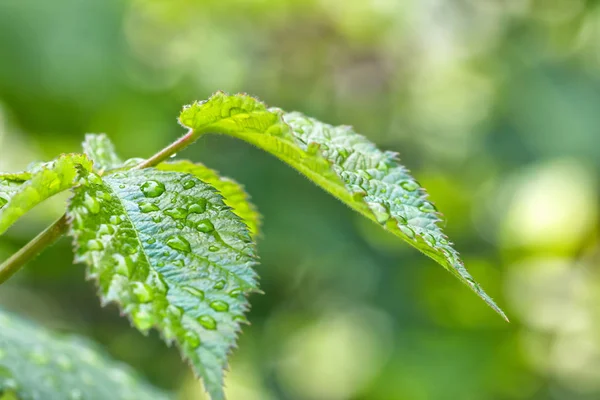 Groene Bladeren Met Regendruppels Het Oppervlak — Stockfoto