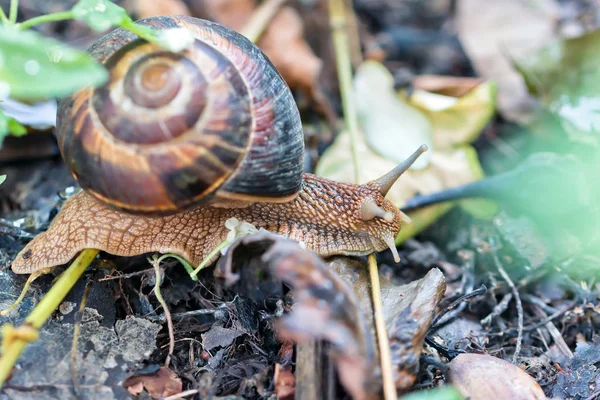 Marrón Largo Caracol Grande Concha Redonda Con Rayas Con Cuernos —  Fotos de Stock