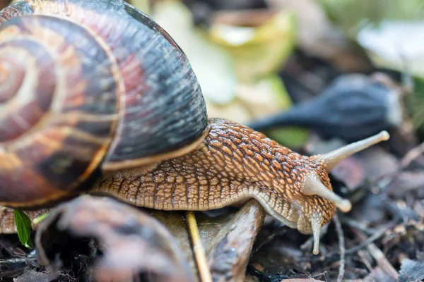 Marrón Largo Caracol Grande Concha Redonda Con Rayas Con Cuernos —  Fotos de Stock