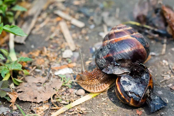 Marrón Largo Caracol Grande Concha Redonda Con Rayas Con Cuernos —  Fotos de Stock