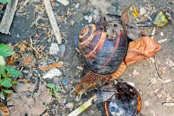 Marrón Largo Caracol Grande Concha Redonda Con Rayas Con Cuernos —  Fotos de Stock