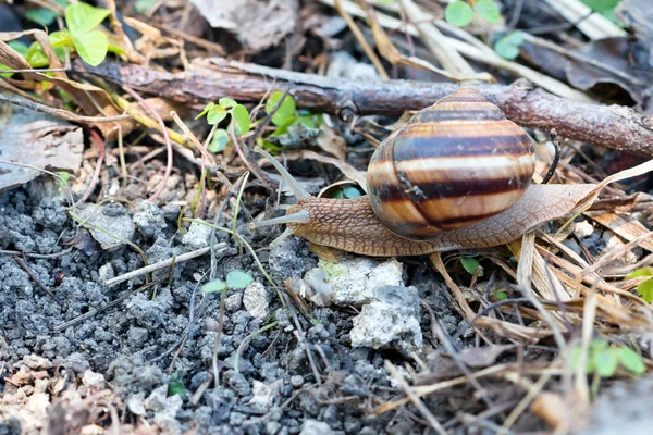 Marrón Largo Caracol Grande Concha Redonda Con Rayas Con Cuernos —  Fotos de Stock