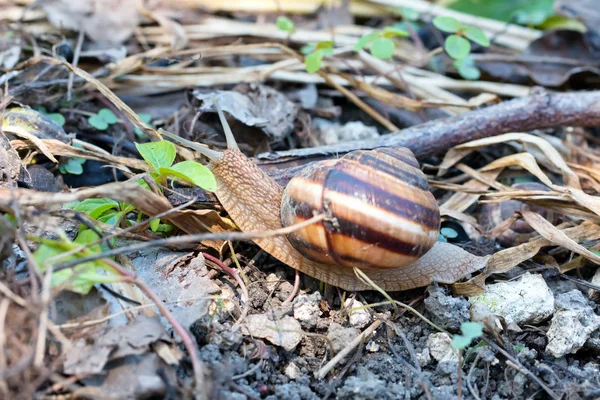 Marrón Largo Caracol Grande Concha Redonda Con Rayas Con Cuernos —  Fotos de Stock