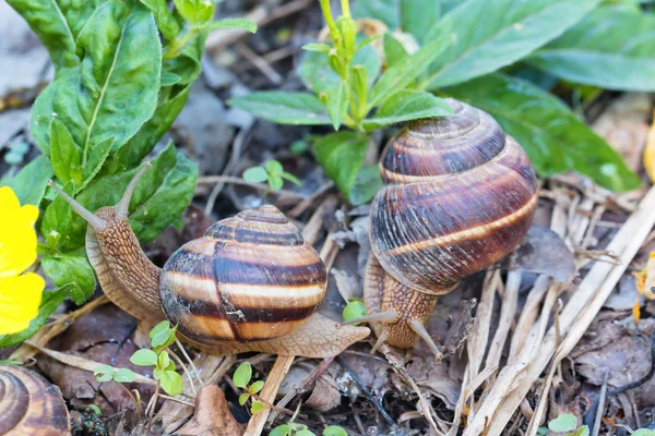 Marrón Largo Caracol Grande Concha Redonda Con Rayas Con Cuernos —  Fotos de Stock