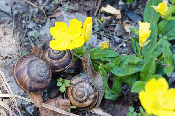 Marrón Largo Caracol Grande Concha Redonda Con Rayas Con Cuernos —  Fotos de Stock