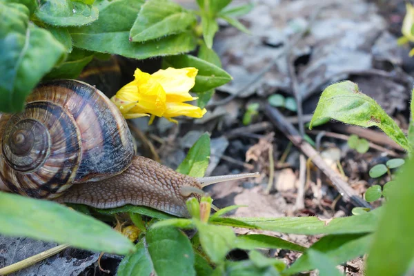 Marrón Largo Caracol Grande Concha Redonda Con Rayas Con Cuernos —  Fotos de Stock