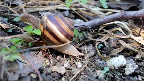 gros escargot brun long coquille ronde avec des rayures et de longues cornes rampant dans le jardin 