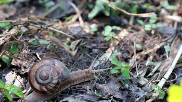 Barna Hosszú Nagy Csiga Kerek Shell Csíkokkal Hosszú Szarvai Kertben — Stock videók