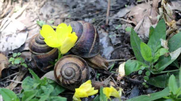 Brown Long Big Snail Shell Stripes Long Horns Crawling Garden — Stock Video