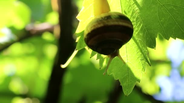 一只大的葡萄蜗牛爬到一棵花园树的树枝上 往下看 — 图库视频影像
