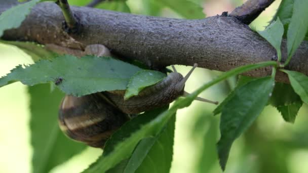 A large grape snail crawls on a branch of a garden tree and looks down — Stock Footage Large Grape Snail Crawls Branch Garden Tree Looks Stock Footage