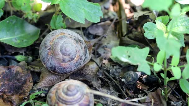 Braune Lange Große Schnecke Rundes Gehäuse Mit Streifen Und Langen — Stockvideo