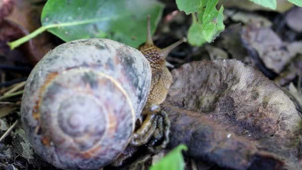 棕色长的大蜗牛圆壳带条纹和长角爬行在花园里 — 图库视频影像