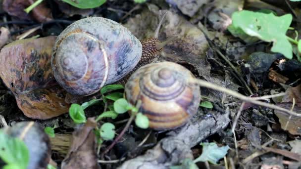 Brown long big snail round shell with stripes and with long horns crawling in the garden — Stock Footage Brown Long Big Snail Shell Stripes Long Horns Crawling Garden Stock Video