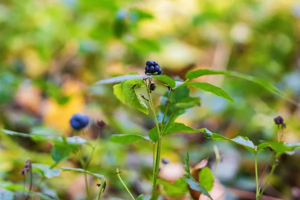 Berries Wild Blackberries Growing Forests Basin Floodplain Volga River — Stock Photo, Image