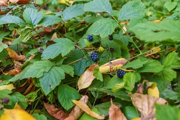 Berries Wild Blackberries Growing Forests Basin Floodplain Volga River — Stock Photo, Image