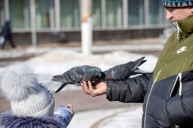 Aç kış zaman yaban mersini içinde tohum pa elinden yemek