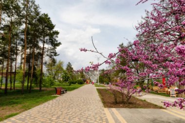 Küçük pembe çiçekler çok baharda güzel çiçeklenme
