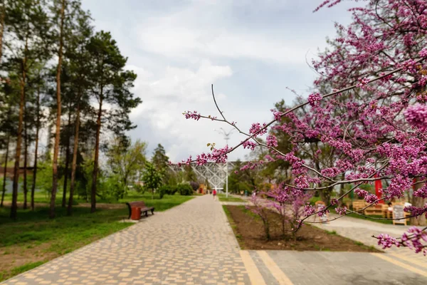 Küçük pembe çiçekler çok baharda güzel çiçeklenme