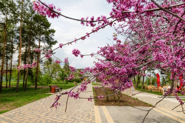 Bella fioritura in primavera con molti piccoli fiori rosa — Foto Stock