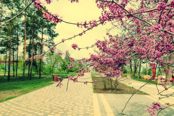 Gyönyörű virágzó tavasszal sok kis rózsaszín virágok — Stock Fotó