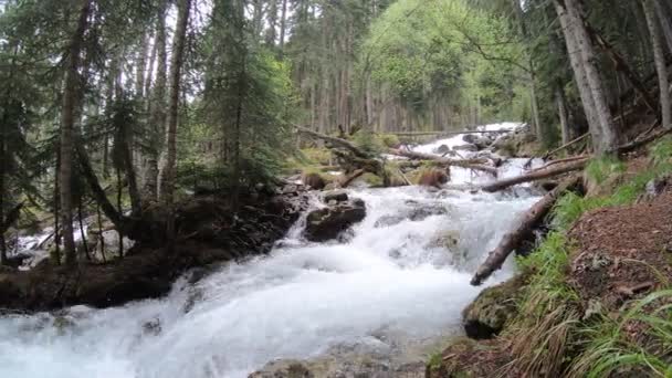 Ein Schneller Gebirgsbach Fließt Durch Felsen Und Umgestürzte Uralte Kiefern — Stockvideo