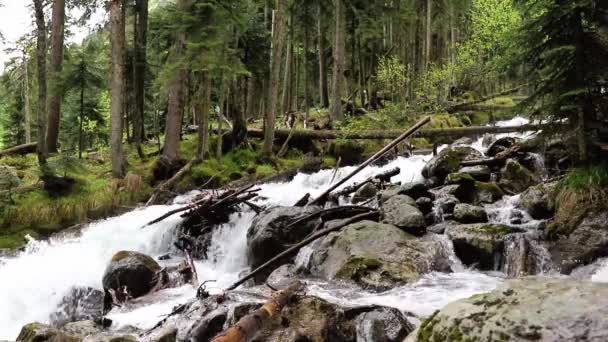 Vista Una Pequeña Cascada Montaña Con Grandes Rocas Altos Pinos — Vídeo de stock