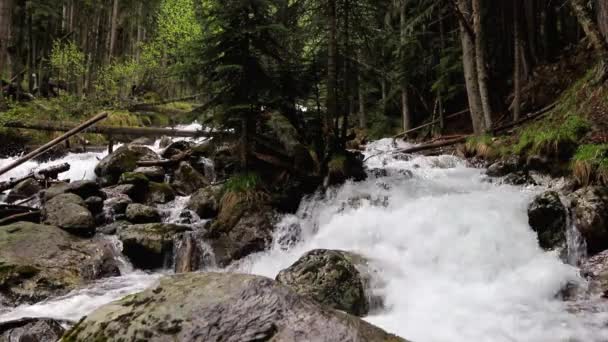 Vista Una Pequeña Cascada Montaña Con Grandes Rocas Altos Pinos — Vídeo de stock