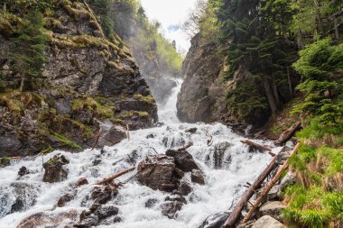 Çam ormanında hızlı dağ deresi