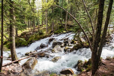 Çam ormanında hızlı dağ deresi