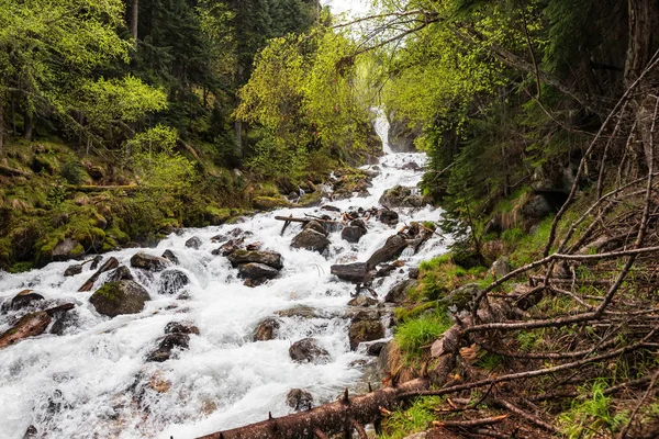 Rychlý horský potok v borovém lese — Stock fotografie