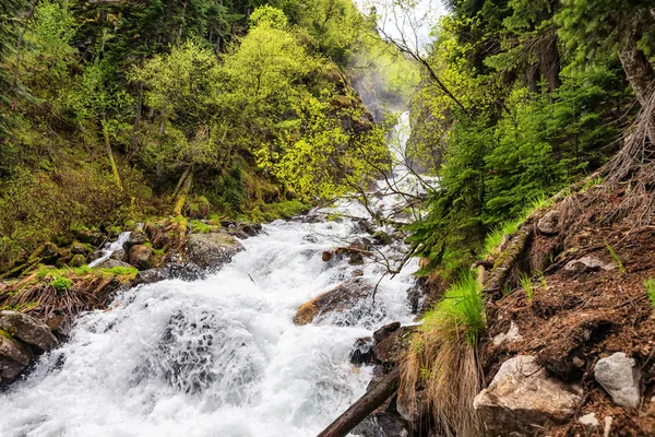 松林の急流渓流 — ストック写真