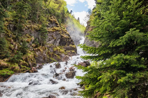 Snabb fjällbäck i tallskog — Stockfoto