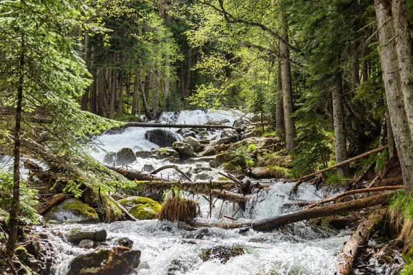 Rychlý horský potok v borovém lese — Stock fotografie