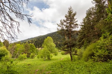 Bir tepe ile Huzurlu dağ manzara , zümrüt yeşili orman bir